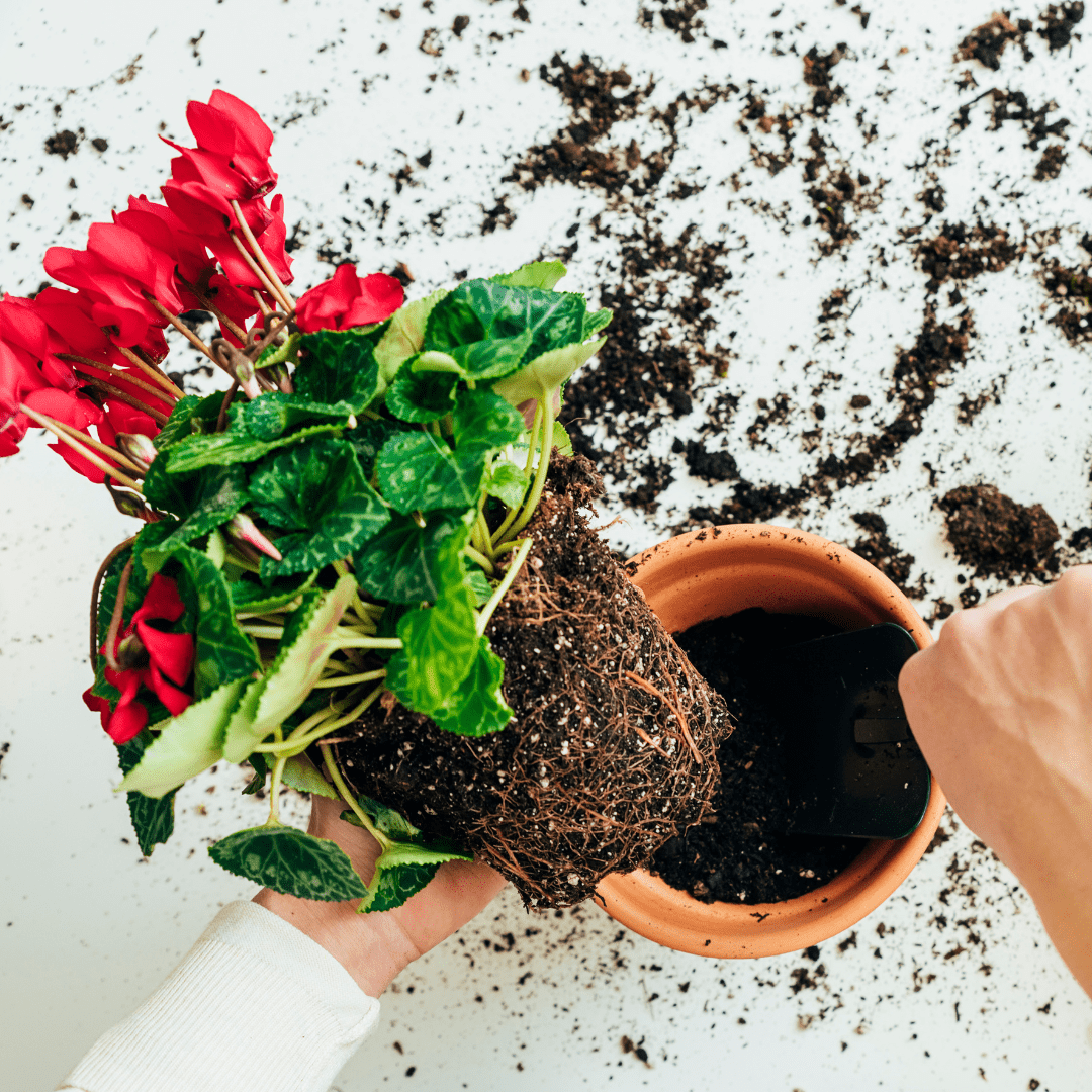 ¿Cómo Trasplantar Plantas? - Plantéatelo Plantas