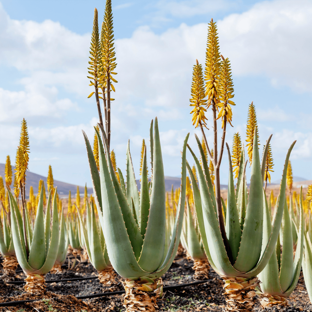 Cuidados Del... Aloe Vera - Plantéatelo Plantas