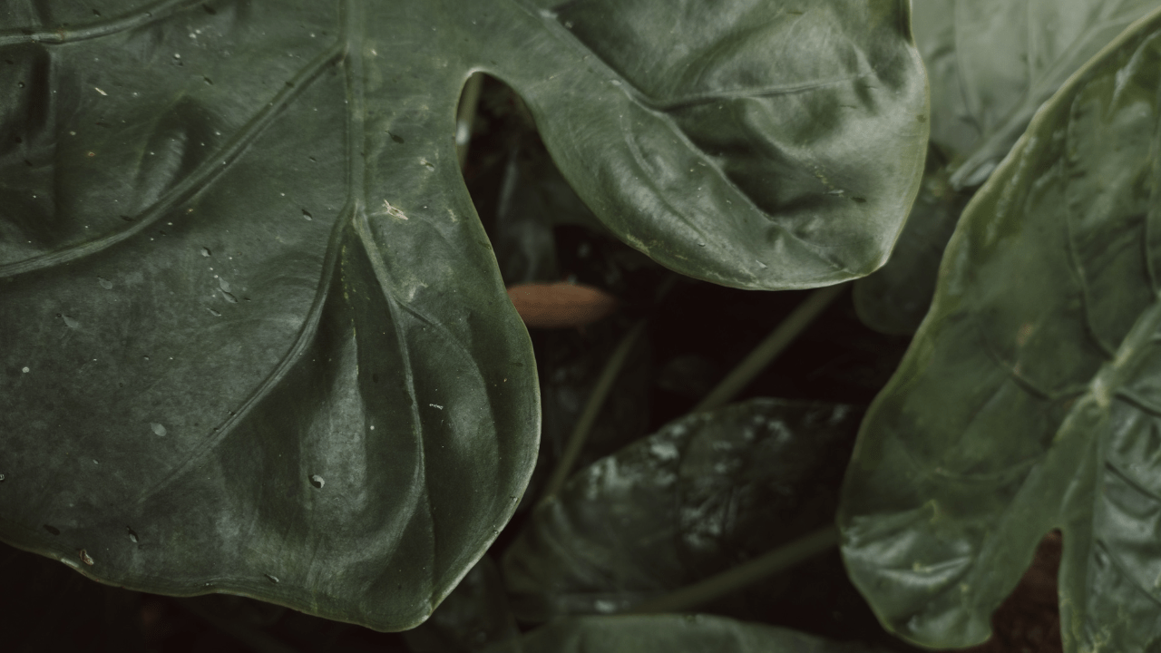 6 Plantas negras - Plantatelo Plantas